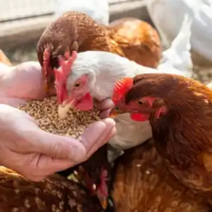 Poultry Feed Supplements